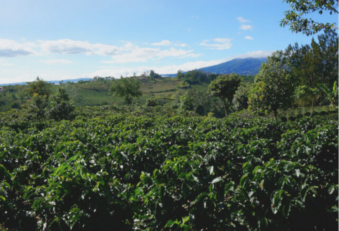 Mild＃1／コスタリカ セントラルバレー