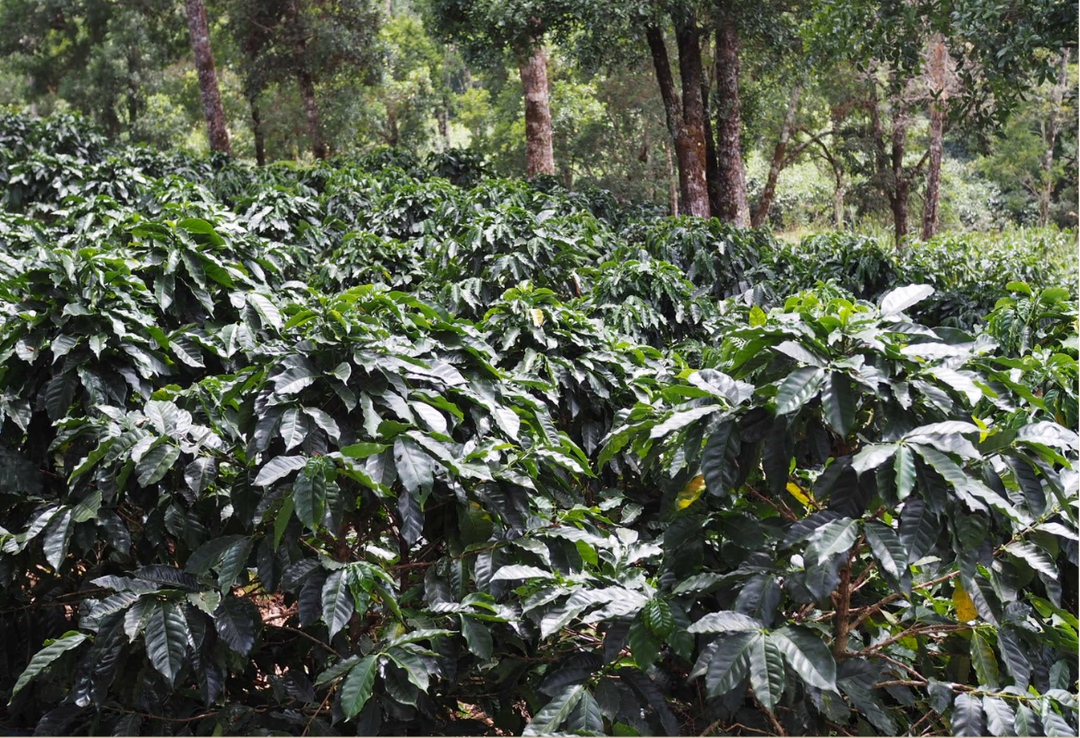 Mild＃2／コスタリカ タラス プーラビーダ