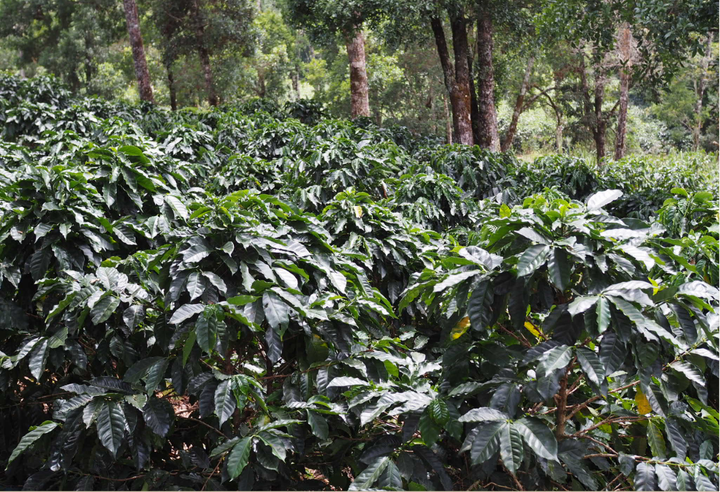 Mild＃2／コスタリカ タラス プーラビーダ