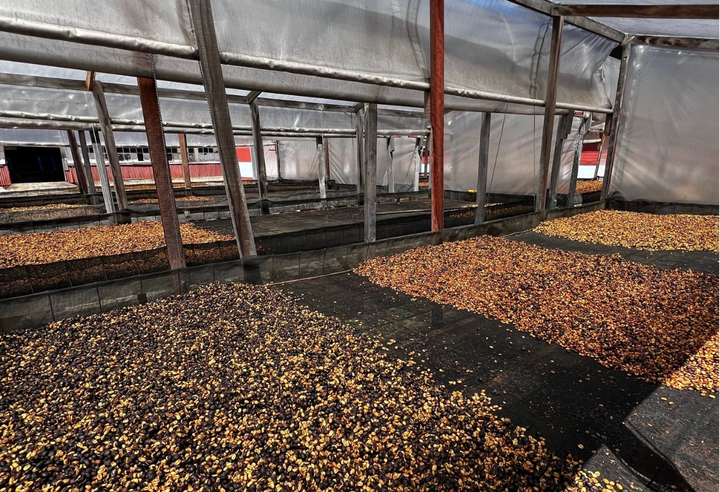 Mild＃2／コスタリカ タラス プーラビーダ