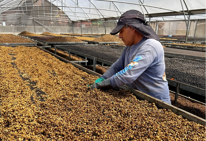 Mild＃2／コスタリカ タラス プーラビーダ