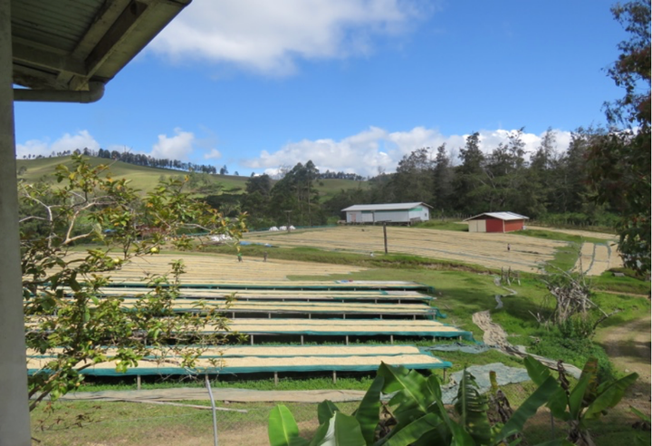 Rich＃1／パプアニューギニア コルブラン