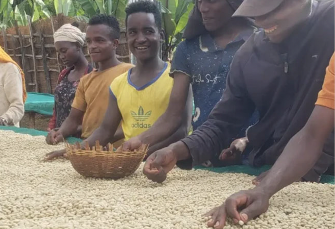 Mild＃3／エチオピア モカ イルガチェフェ