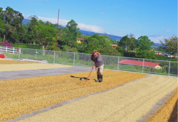 Mild＃1／コスタリカ セントラルバレー