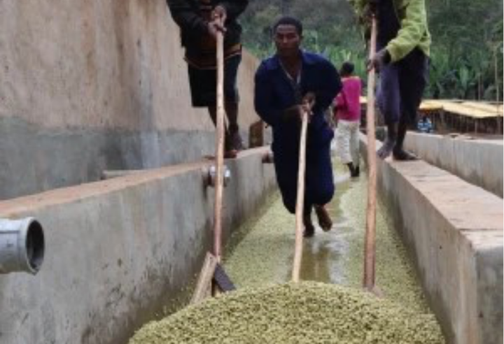 Mild＃3／エチオピア モカ イルガチェフェ