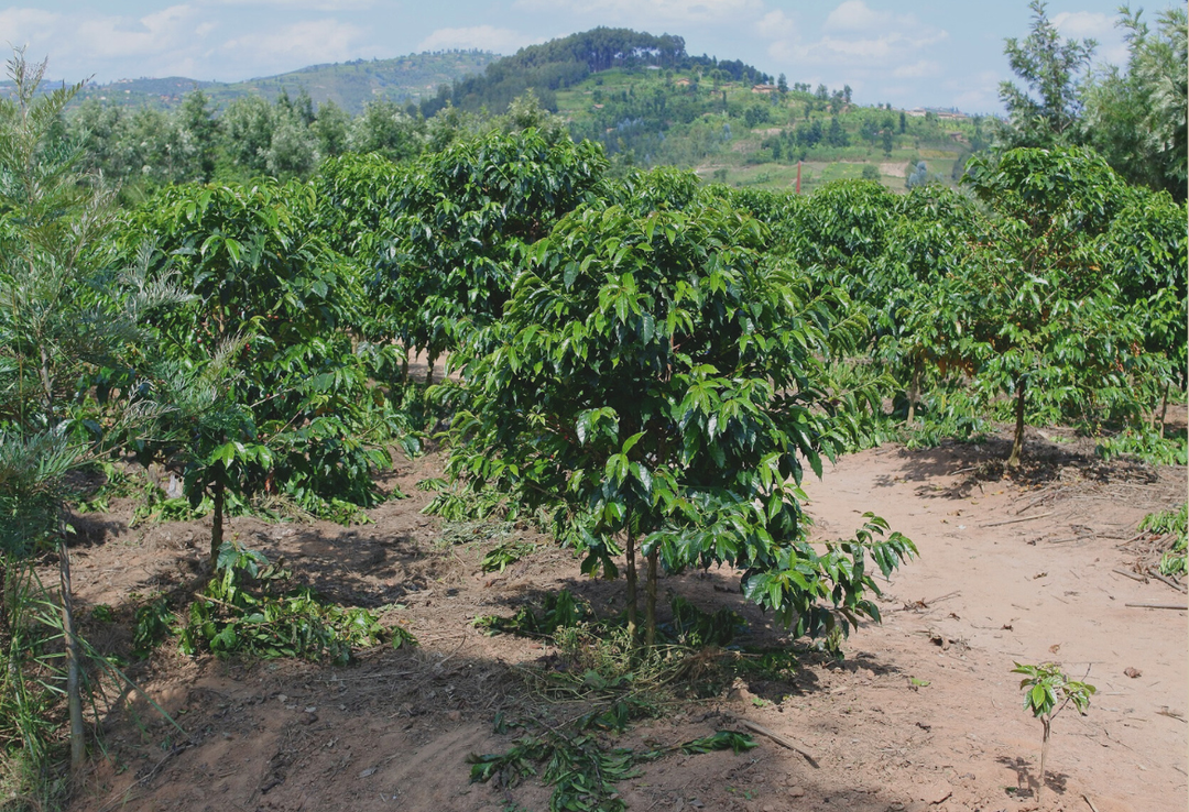 Rich＃3／ルワンダ スカイヒル