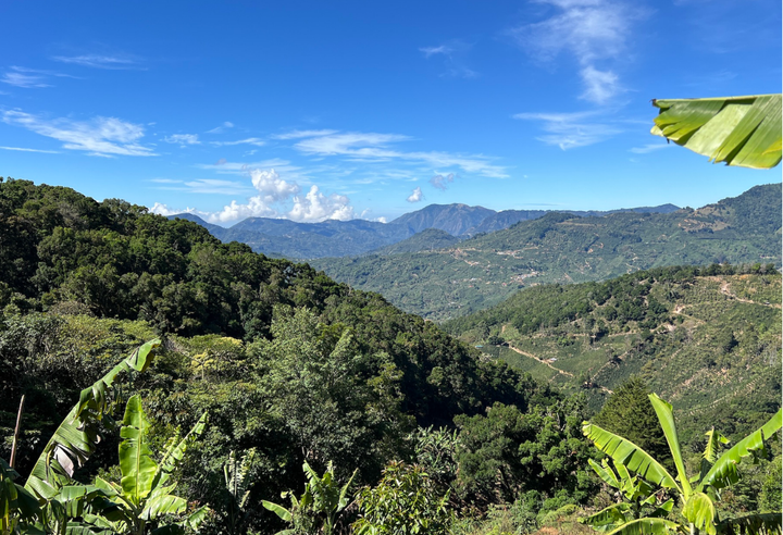 Mild＃2／コスタリカ タラス プーラビーダ