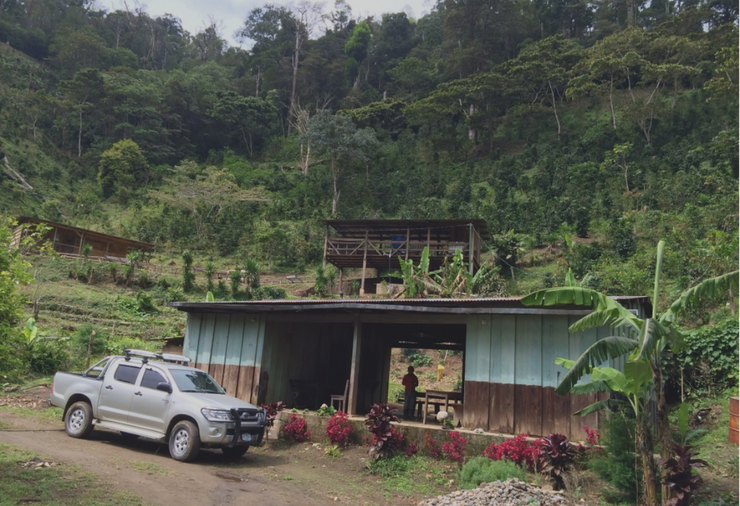 Mild＃4／ニカラグア ラス・ゴロンドリーナス