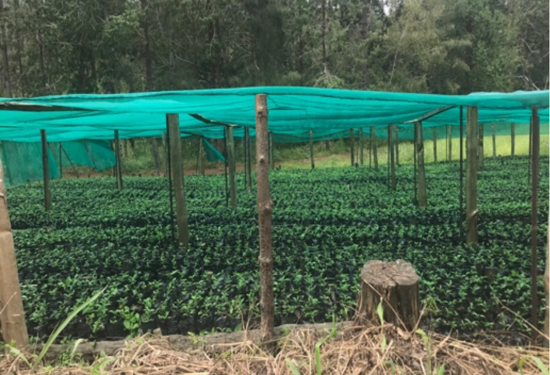 Rich＃1／パプアニューギニア コルブラン