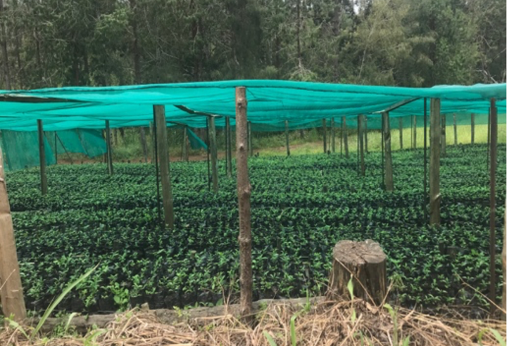 Rich＃1／パプアニューギニア コルブラン