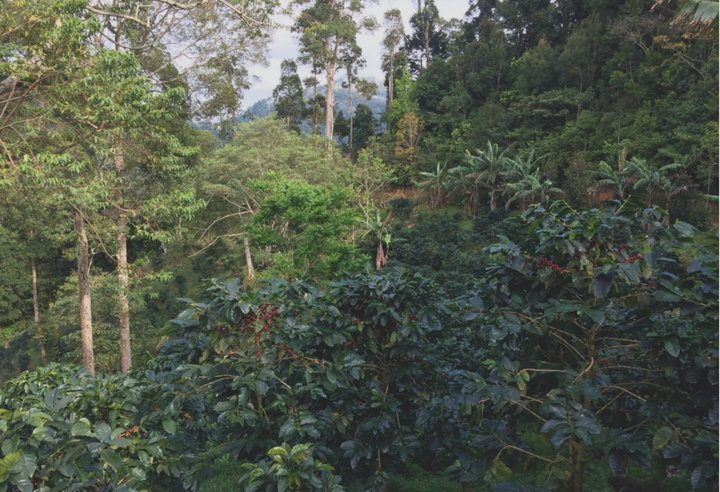 Mild＃4／ニカラグア ラス・ゴロンドリーナス