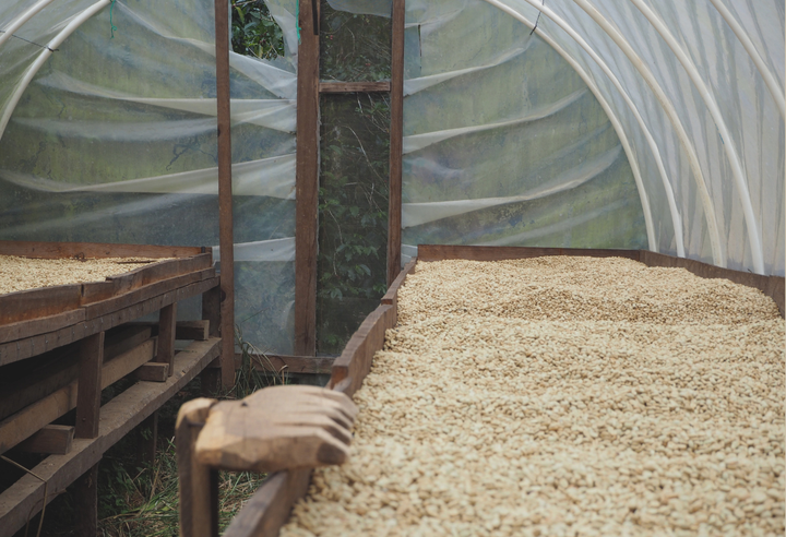 Rich＃2／ホンジュラス ラ・カモテラ