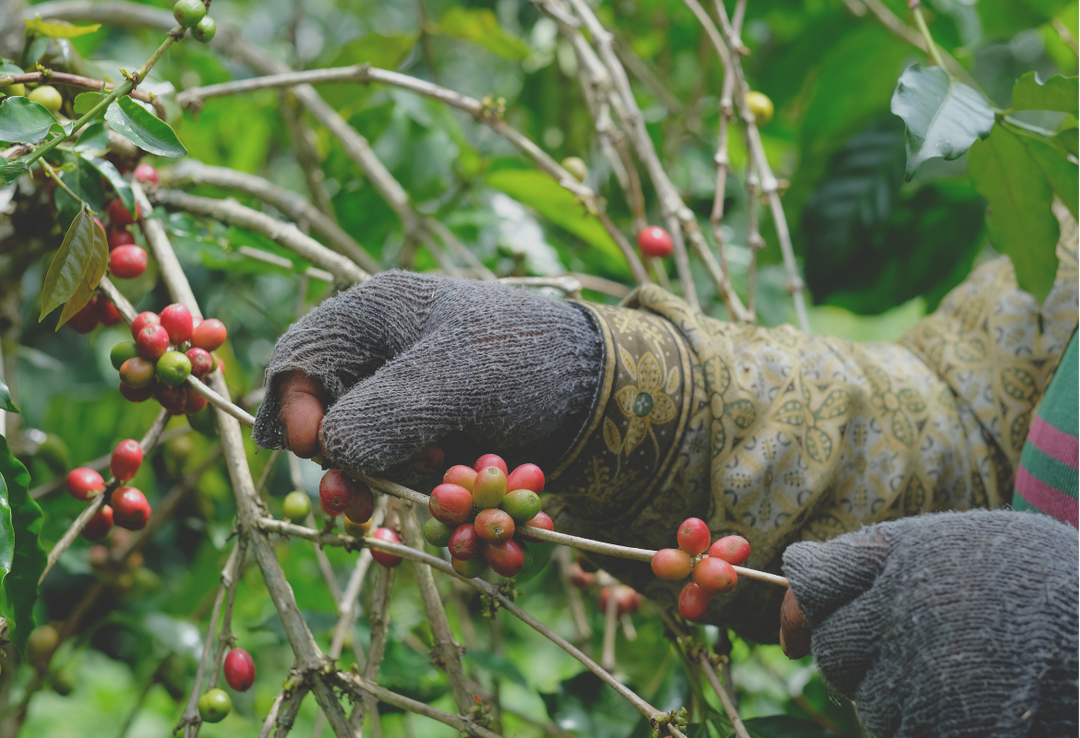 Rich＃1／インドネシア マンデリン リントン