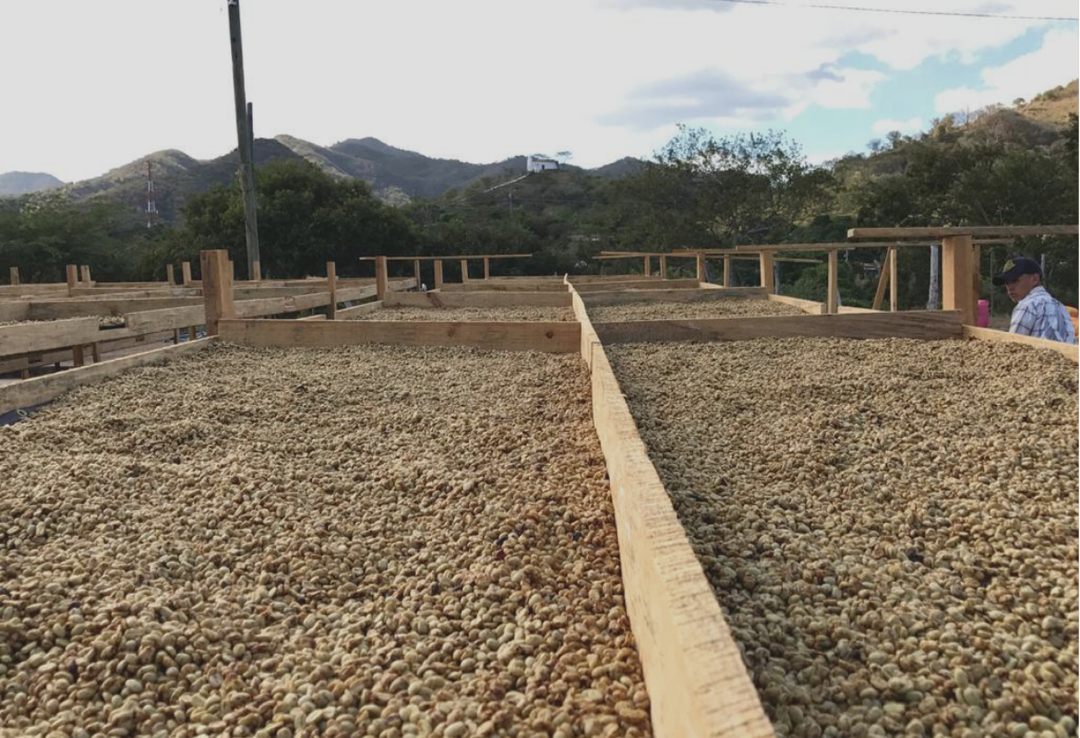 Mild＃4／ニカラグア ラス・ゴロンドリーナス