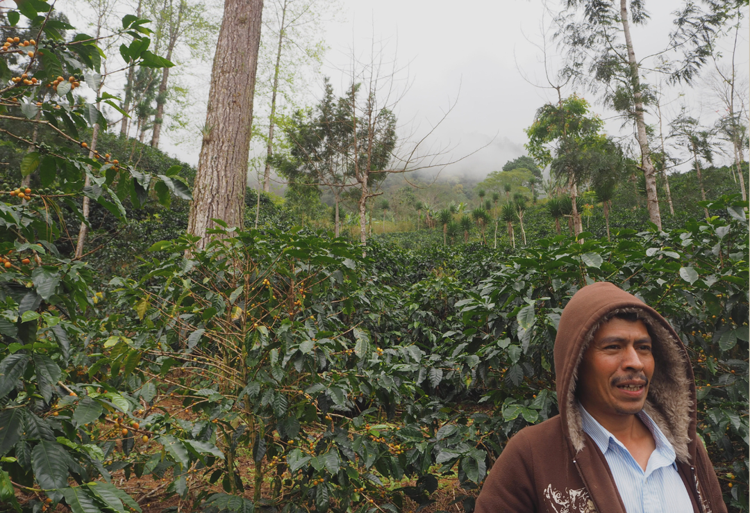 Rich＃2／ホンジュラス ラ・カモテラ