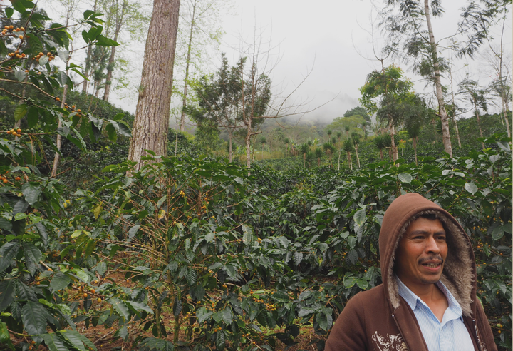 Rich＃2／ホンジュラス ラ・カモテラ