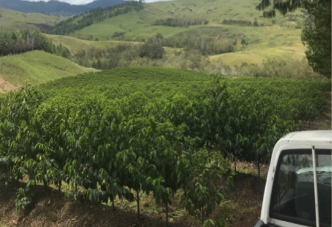 Rich＃1／パプアニューギニア コルブラン