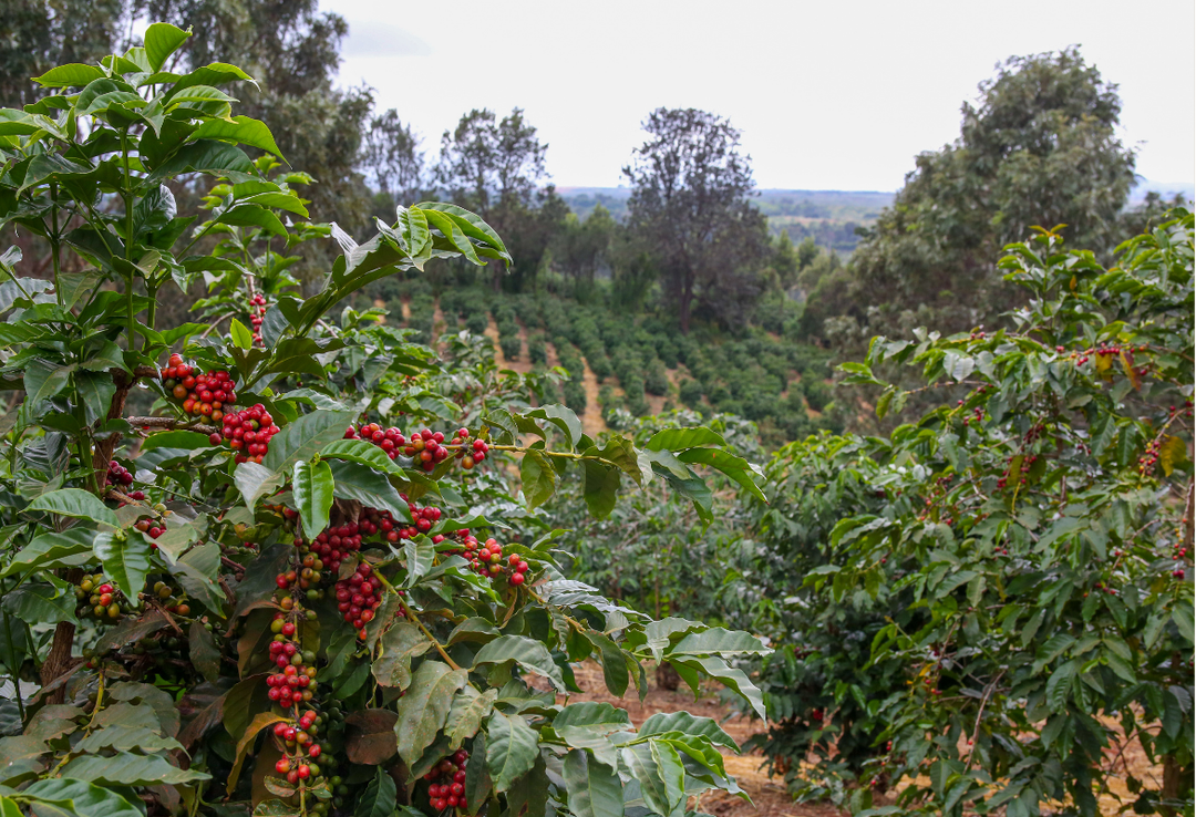 Rich＃2／タンザニア ンゴロンゴロ