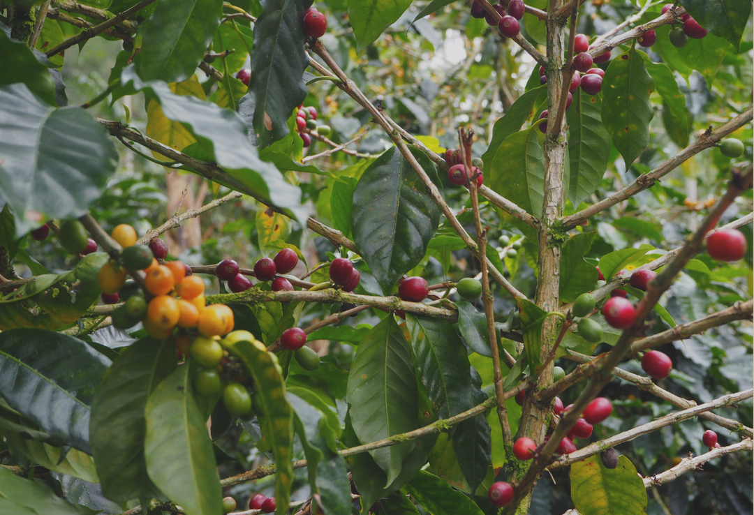 Rich＃2／ホンジュラス ラ・カモテラ