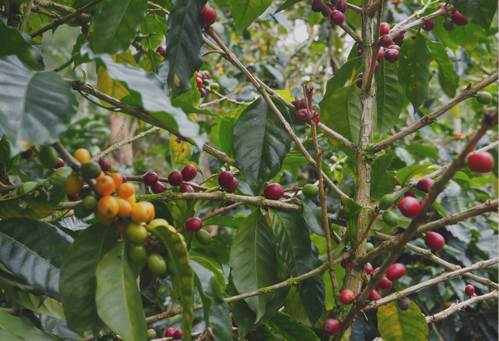 Rich＃2／ホンジュラス ラ・カモテラ