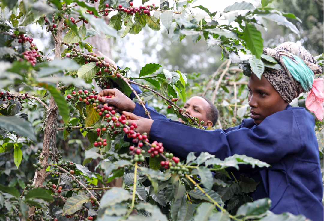 Rich＃2／タンザニア ンゴロンゴロ