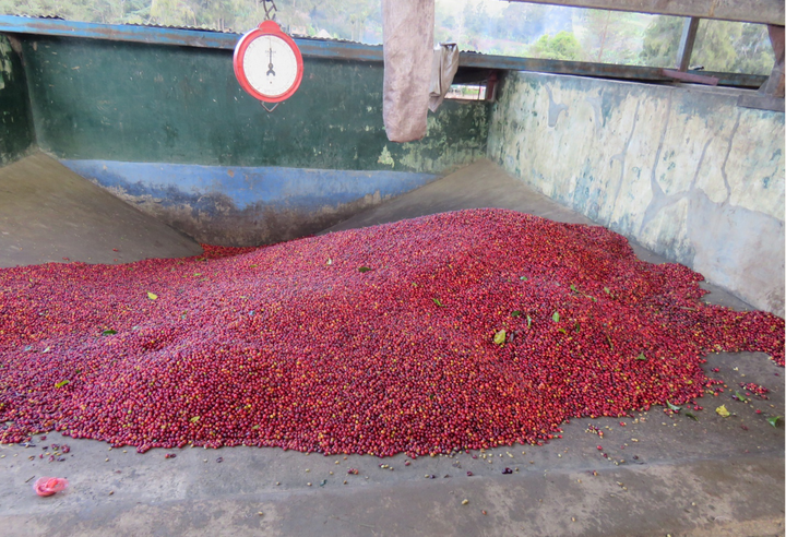 Rich＃1／パプアニューギニア コルブラン