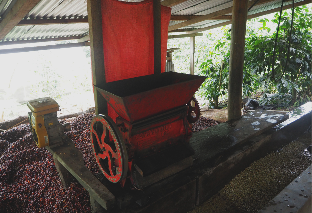 Rich＃2／ホンジュラス ラ・カモテラ