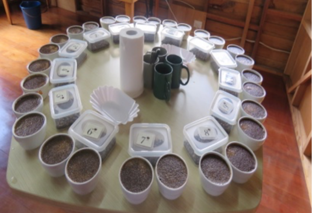 Rich＃1／パプアニューギニア コルブラン