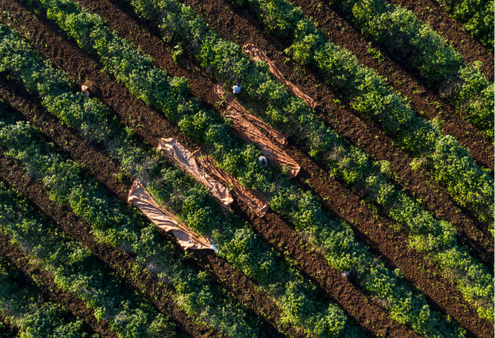 Mild＃2／ブラジル さくらブルボン