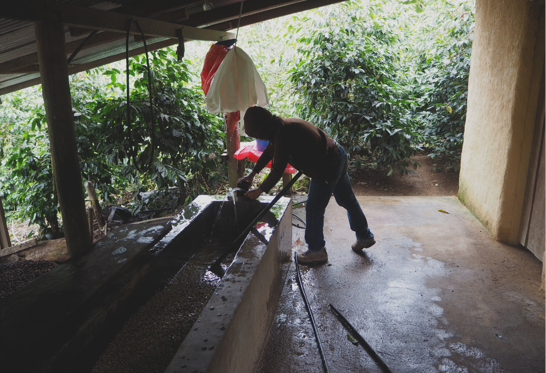 Rich＃2／ホンジュラス ラ・カモテラ