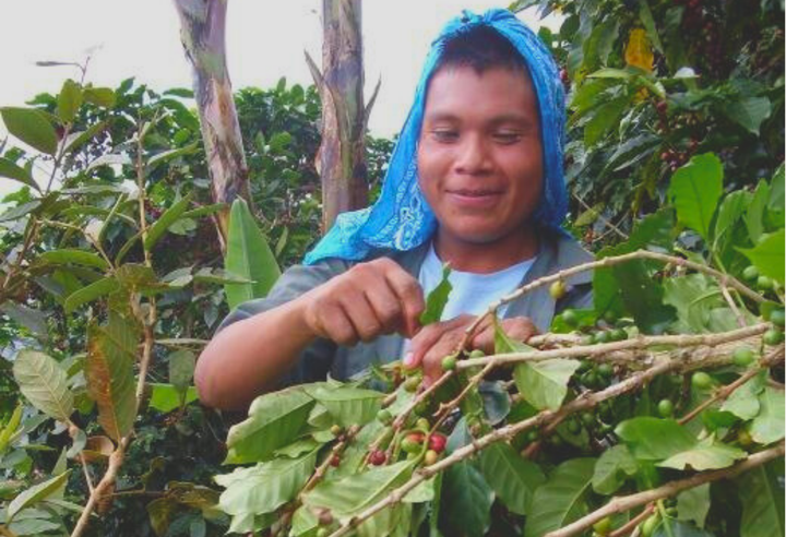 Mild＃1／コスタリカ ラ・リア ピエサン