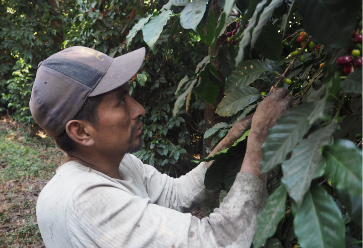 Mild＃4／グアテマラ アンティグア