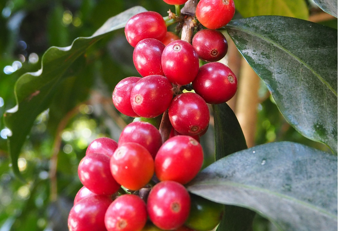 Mild＃4／グアテマラ アンティグア