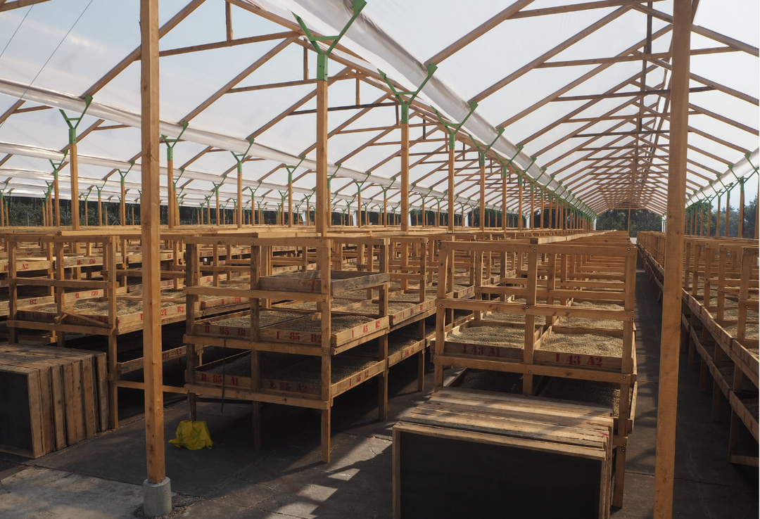 Mild＃4／グアテマラ アンティグア